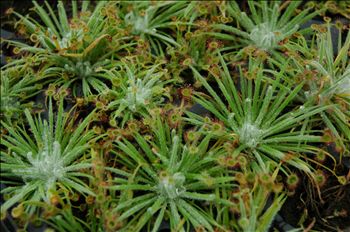 Drosera lanata